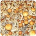 Псилоцибиновые (галлюциногенные)  грибы Psilocybin "Golden Teacher" в Сковородино