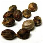 Семена марихуаны АК-47  (Seeds AK-47) в Сковородино